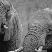 Elefanten für Gütersloh