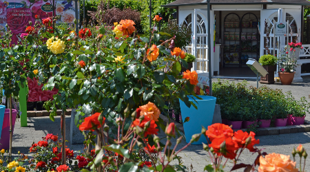 Gartenrosen direkt vom Erzeuger