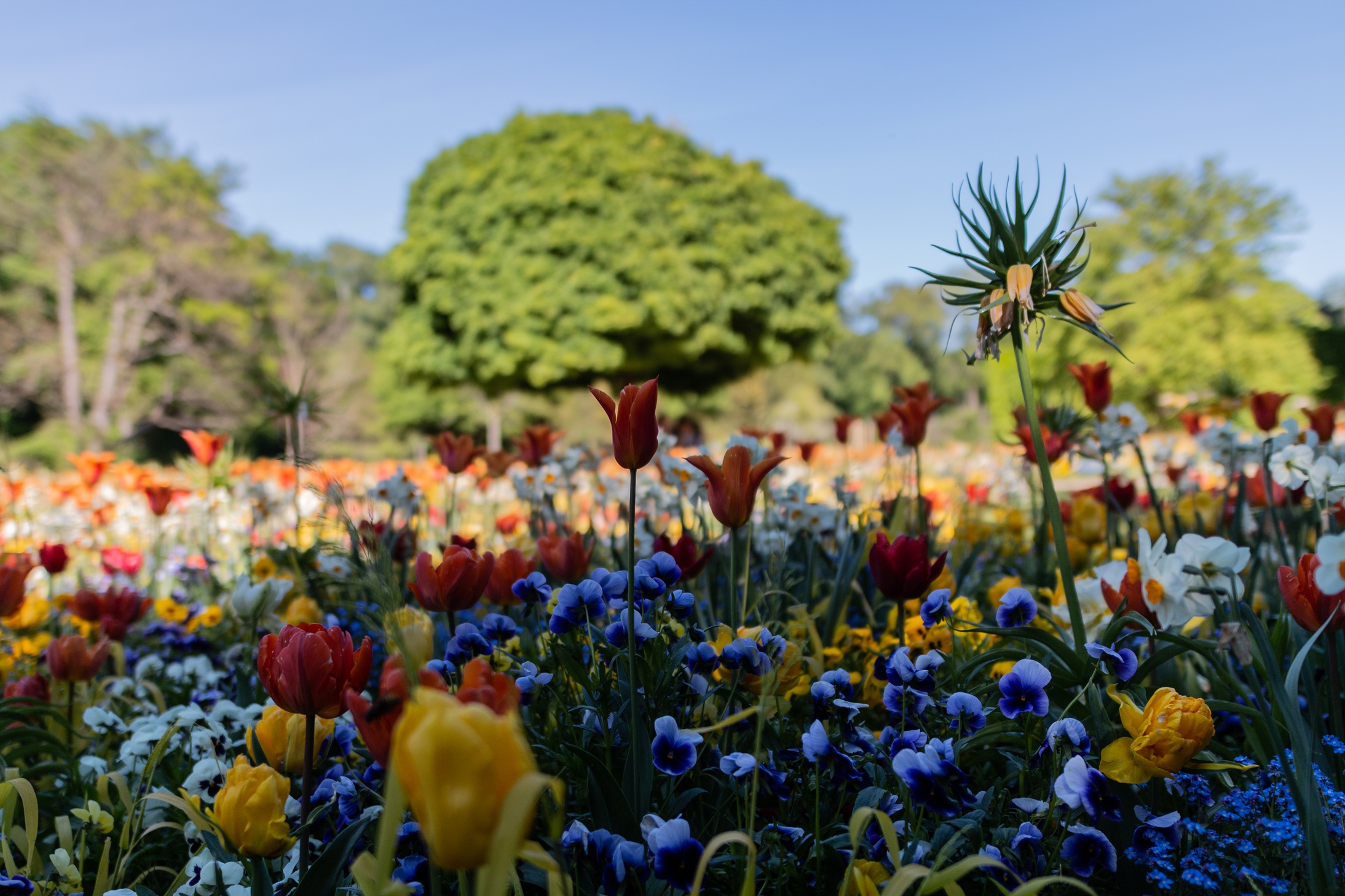Jubiläums-Sommerbepflanzung im Botanischen Garten