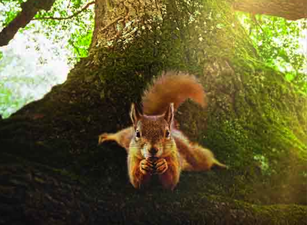 Die Eiche: Mein Zuhause