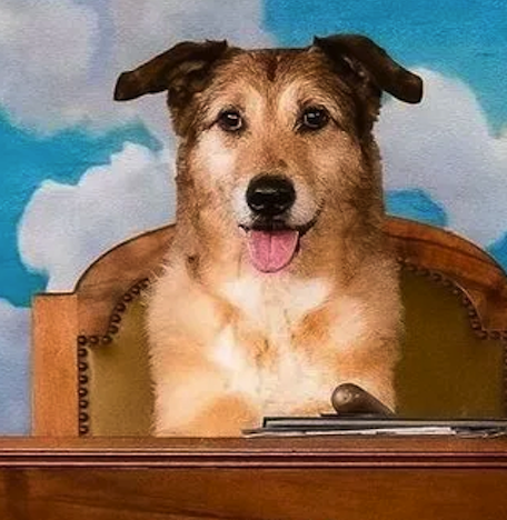 Le Procèses du chien – Hundschuldig