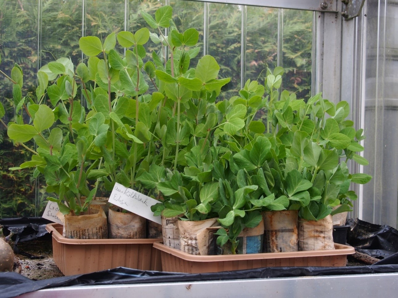 Tipps zum Anbau von Gemüse und Blumen