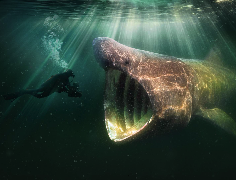 Die wilde Nordsee – Natur, die sich nicht zähmen lässt
