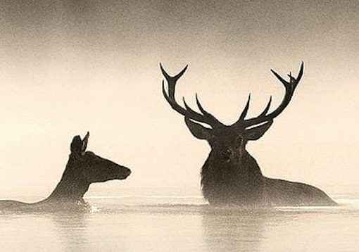 Das Flüstern der Wälder