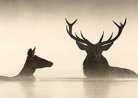 Das Flüstern der Wälder